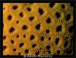 Hard Coral Polyps by Adolfo Maciocco 